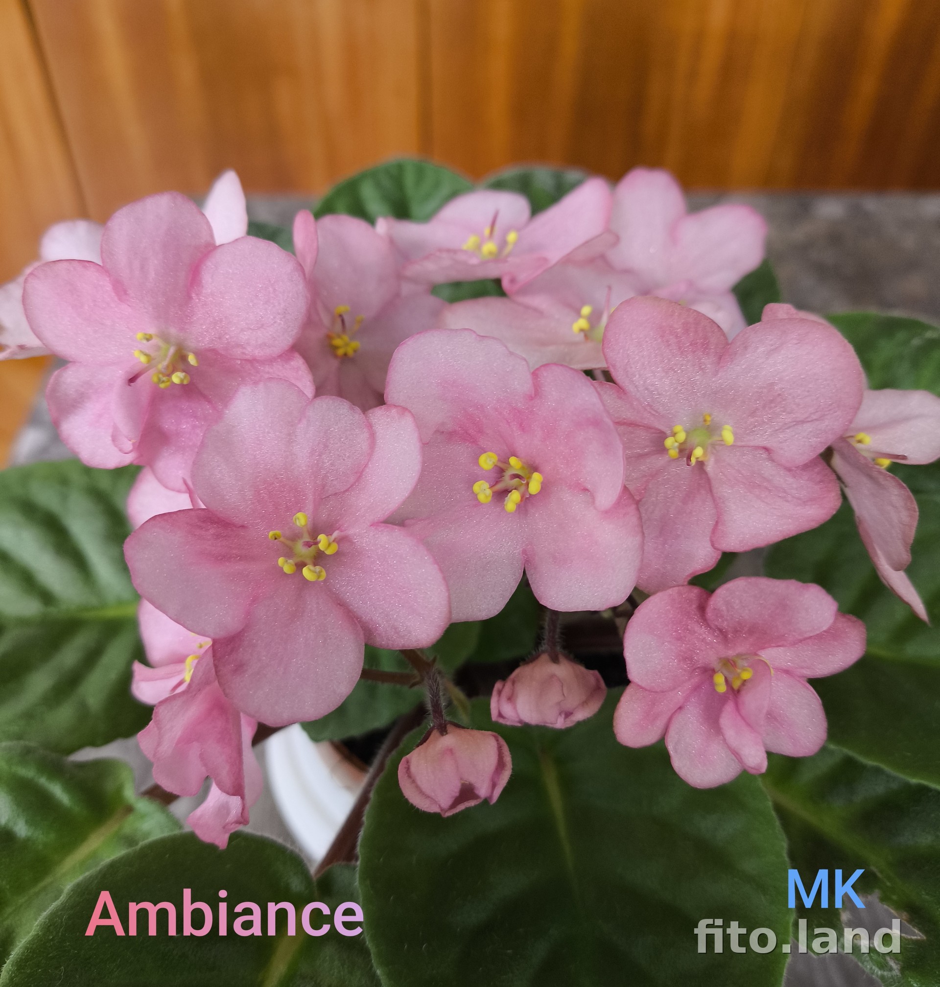 Фиалка Ambiance, фото
