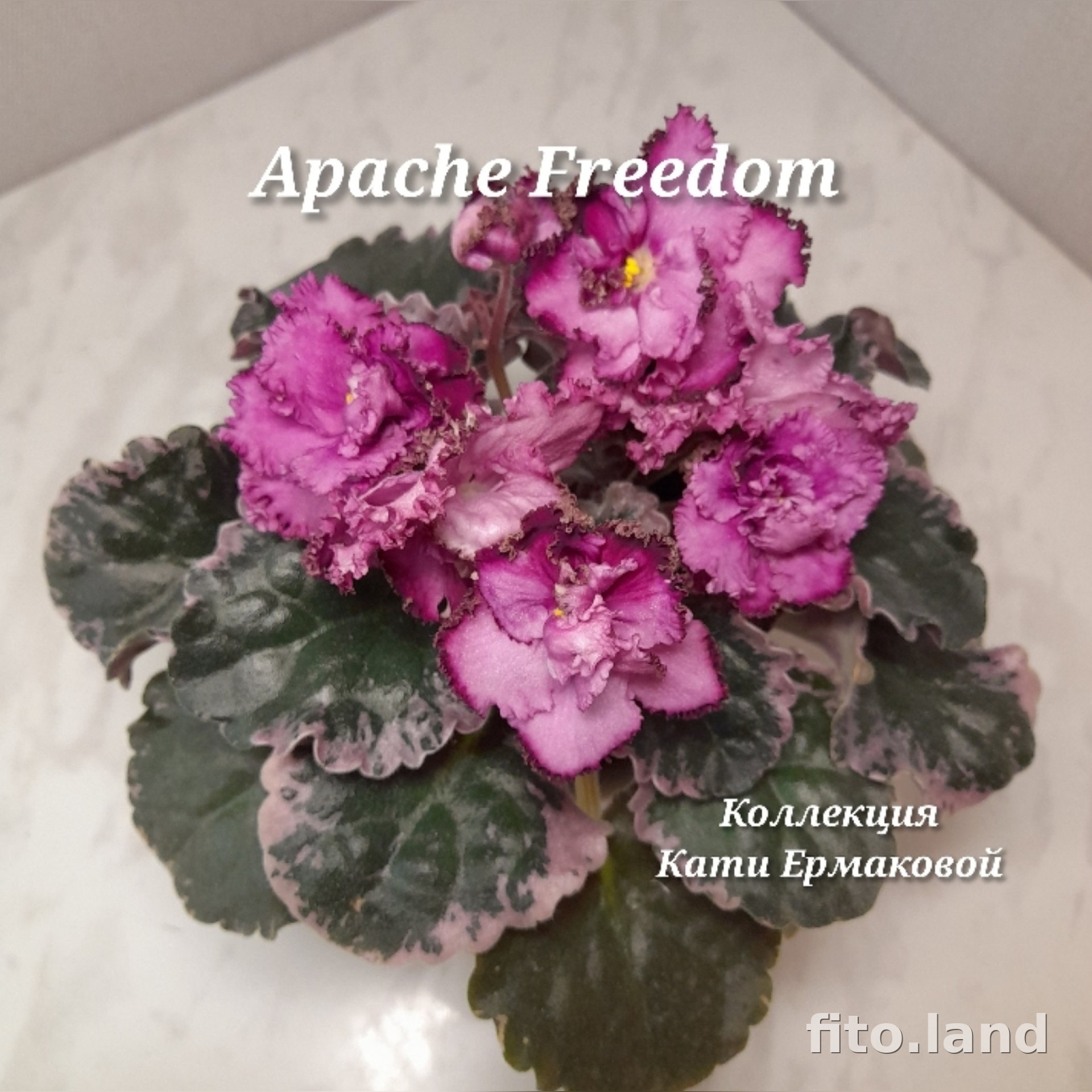 Фиалка Apache Freedom, фото