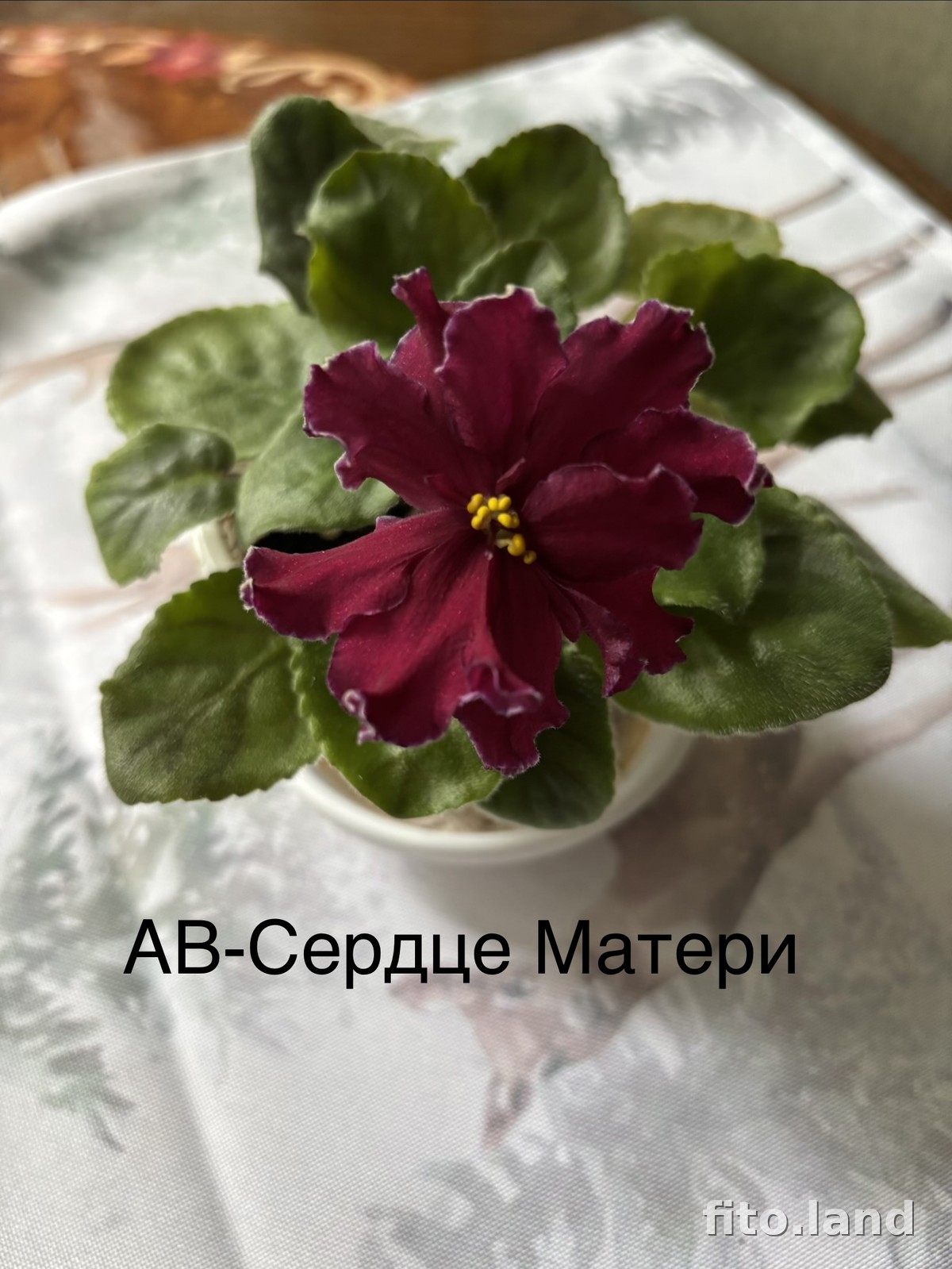 Фиалка АВ-Сердце Матери (751-41), фото