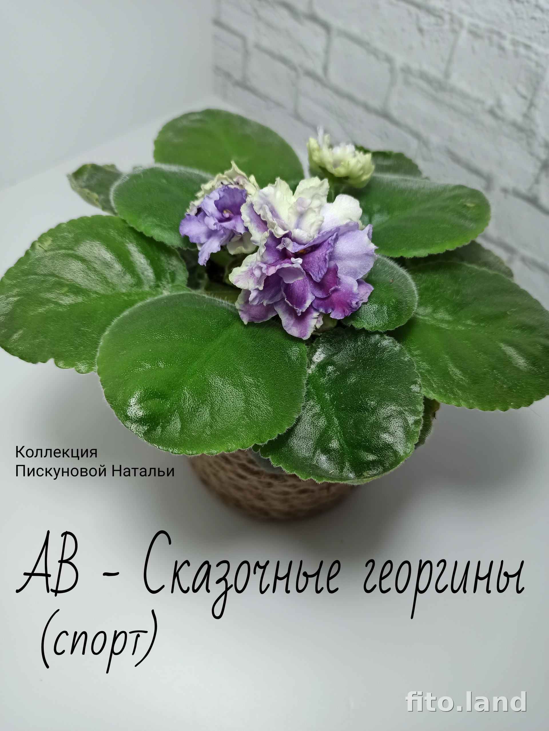 Фиалка АВ-Сказочные Георгины, (809-202), фото