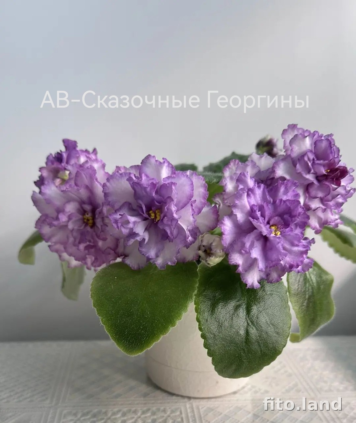 Фиалка АВ-Сказочные Георгины, (809-202), фото
