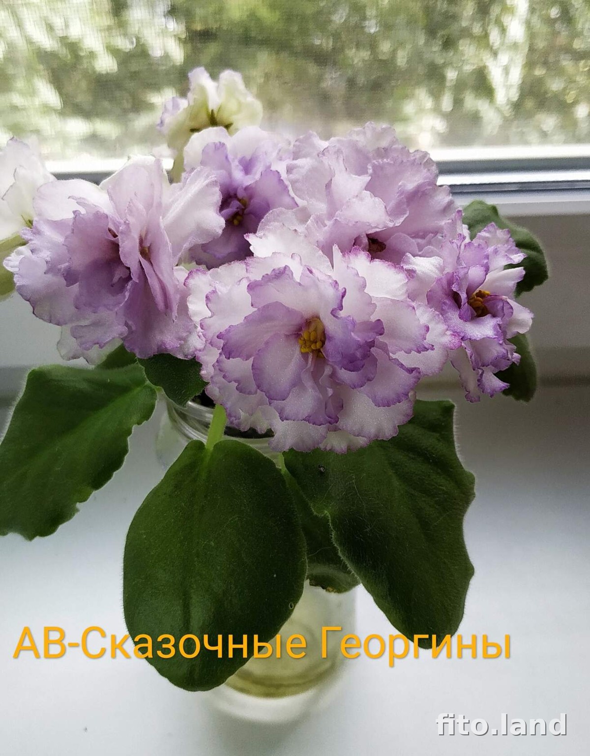 Фиалка АВ-Сказочные Георгины, (809-202), фото