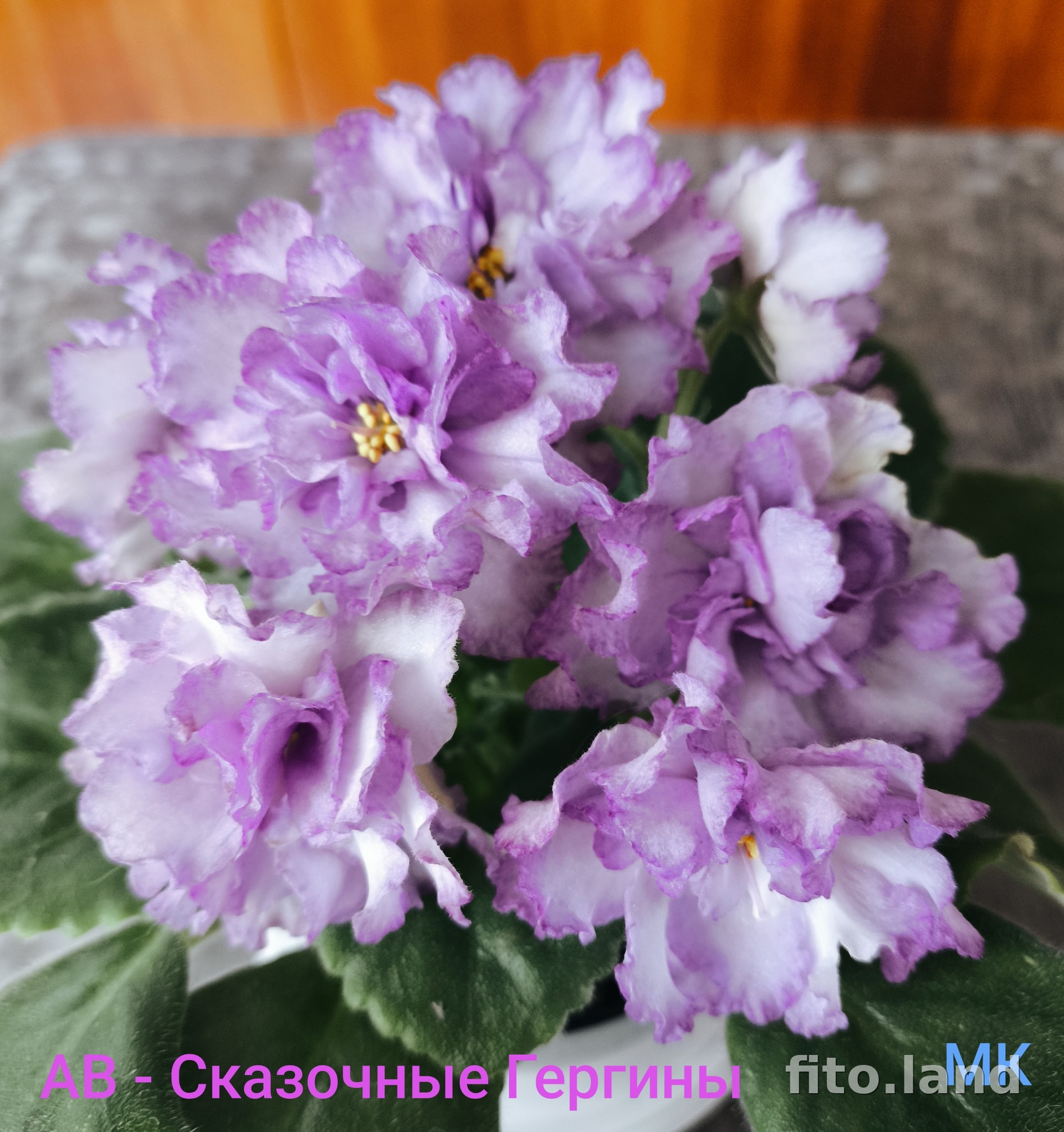 Фиалка АВ-Сказочные Георгины, (809-202), фото