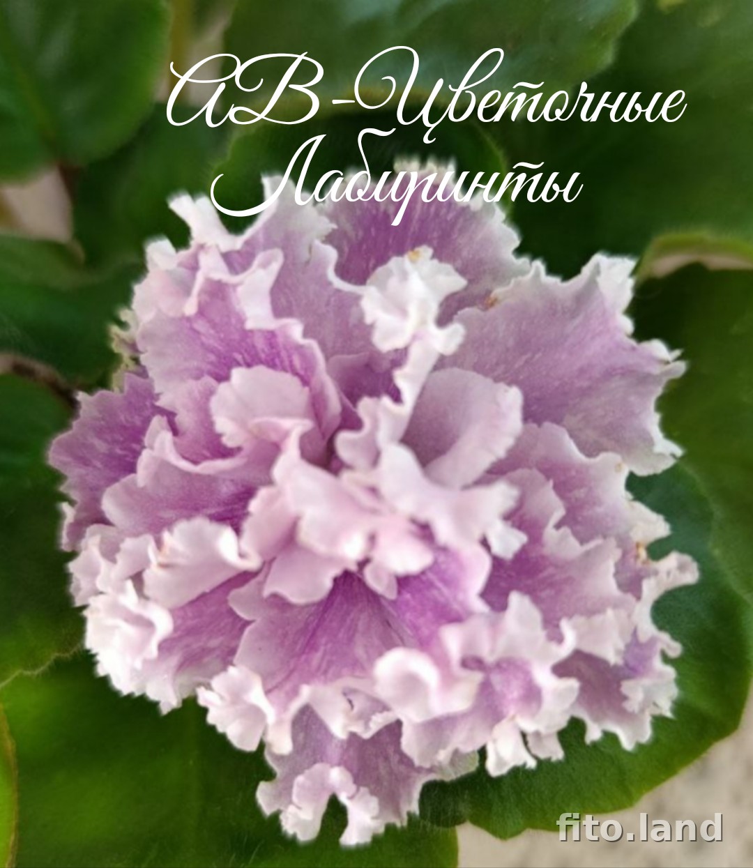 Фиалка АВ-Цветочные Лабиринты (872-639), фото