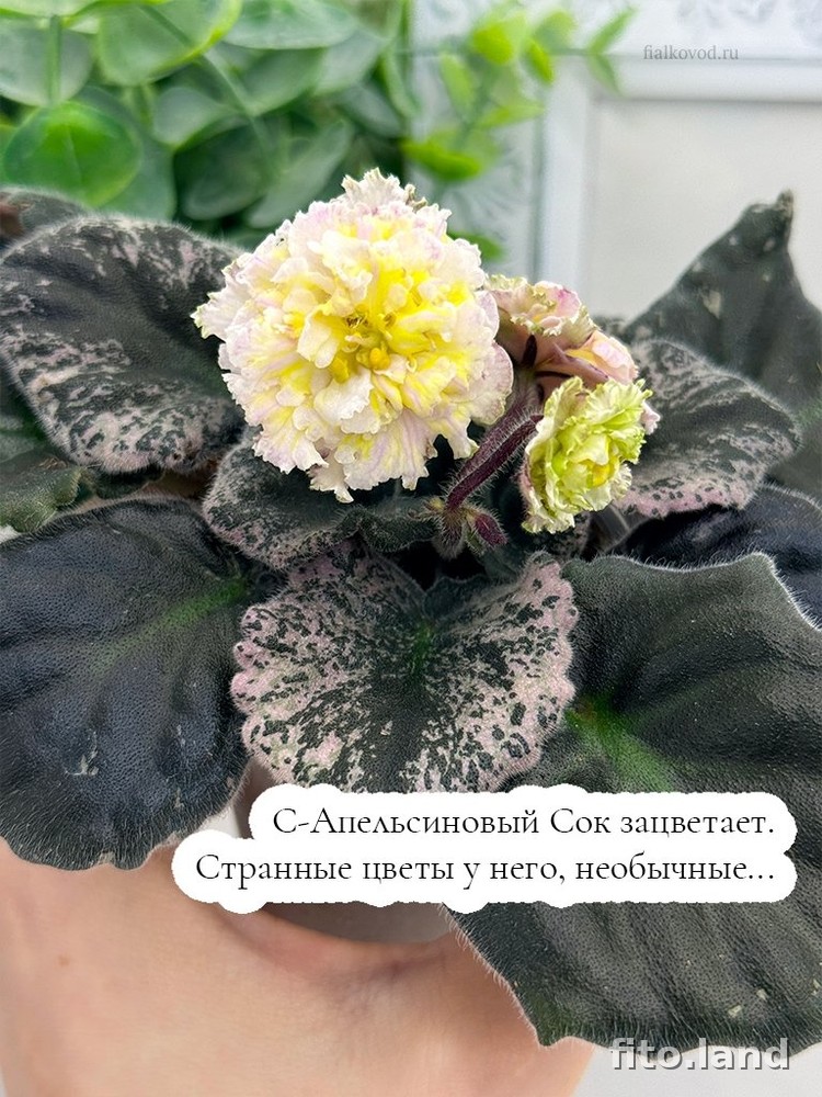 #дневничок :) — фото 1