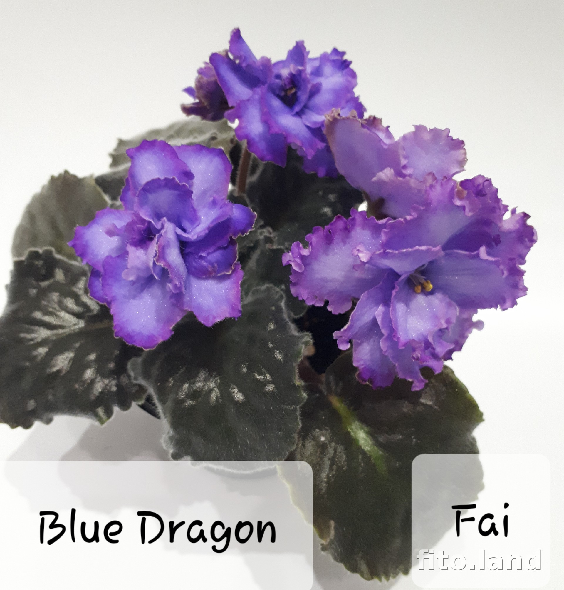 Violet Blue Dragon, photo