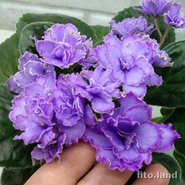 Violet Blue Dragon, photo