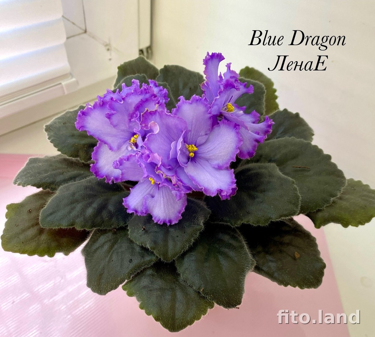 Violet Blue Dragon, photo