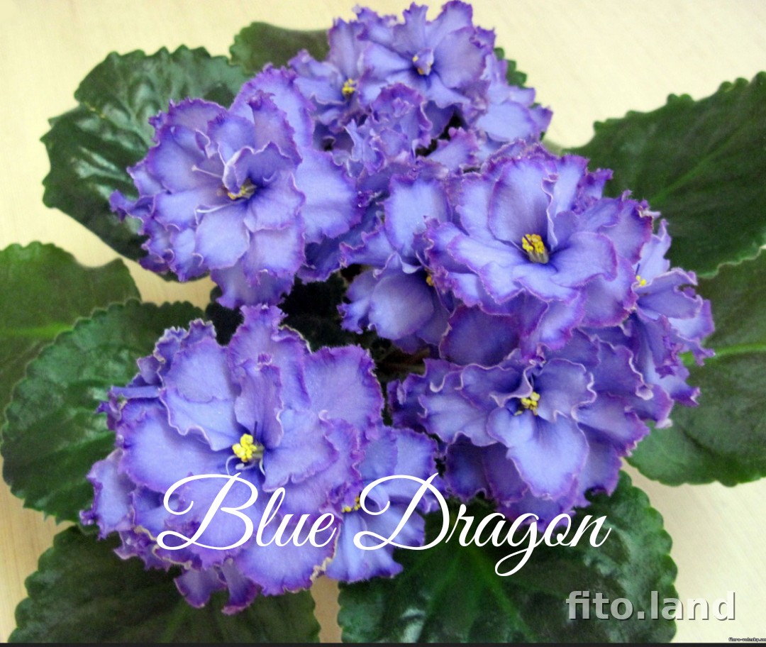 Violet Blue Dragon, photo