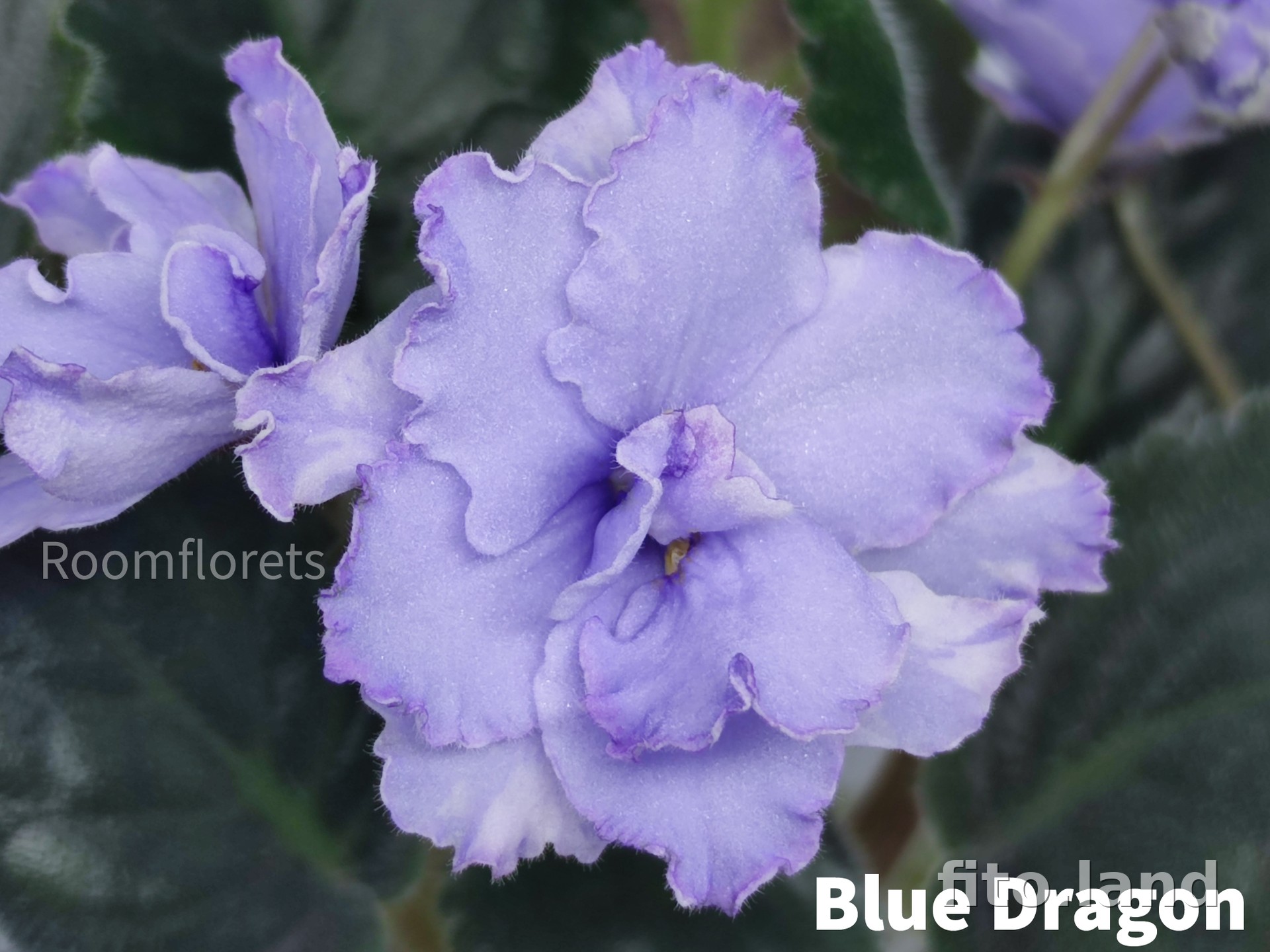Violet Blue Dragon, photo
