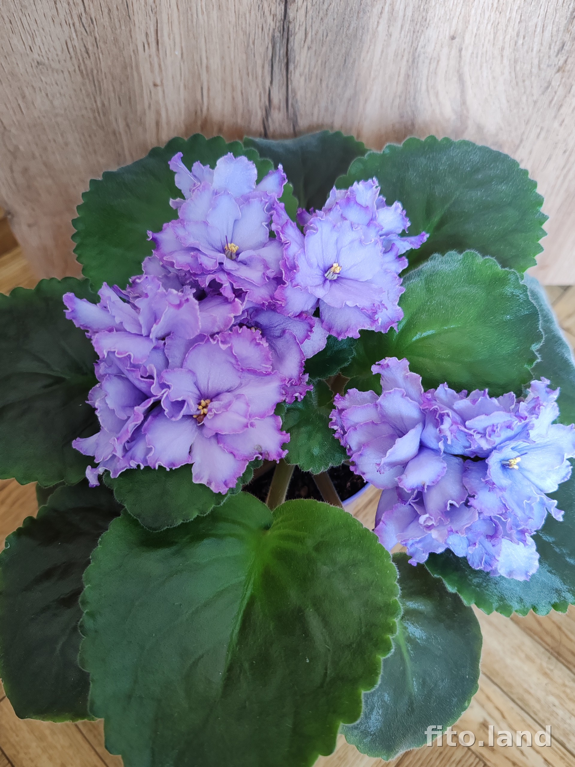 Violet Blue Dragon, photo