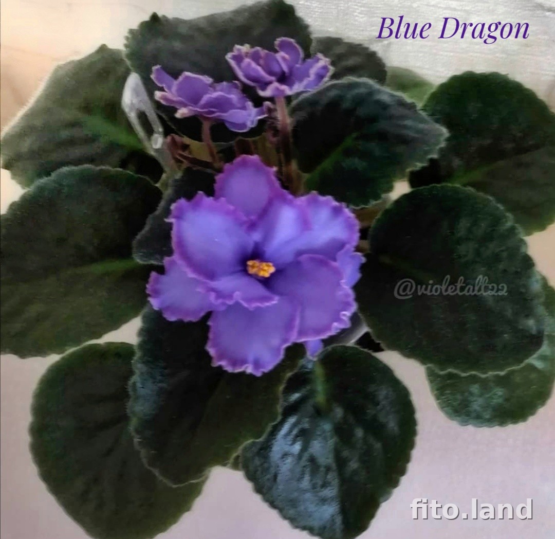 Violet Blue Dragon, photo