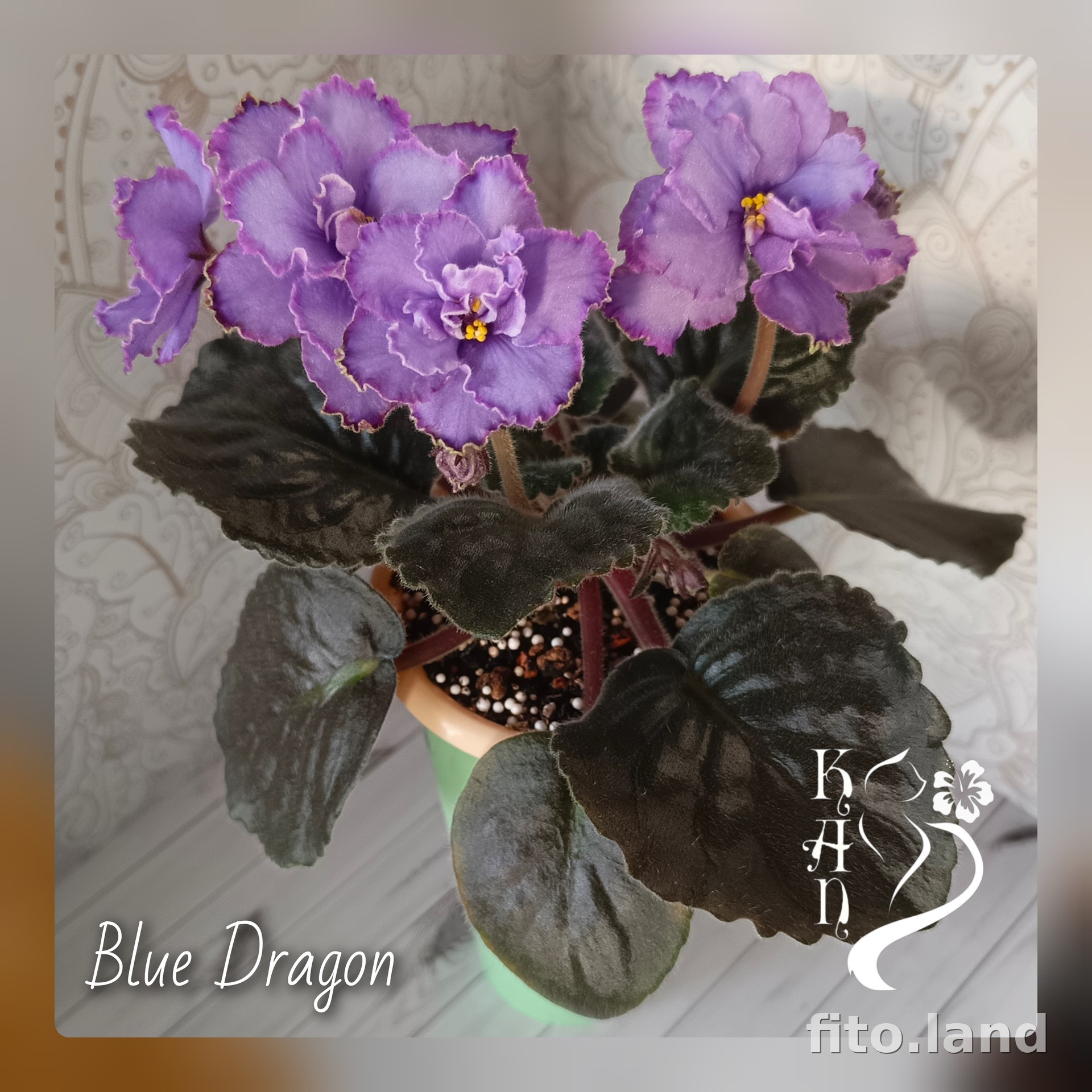 Violet Blue Dragon, photo