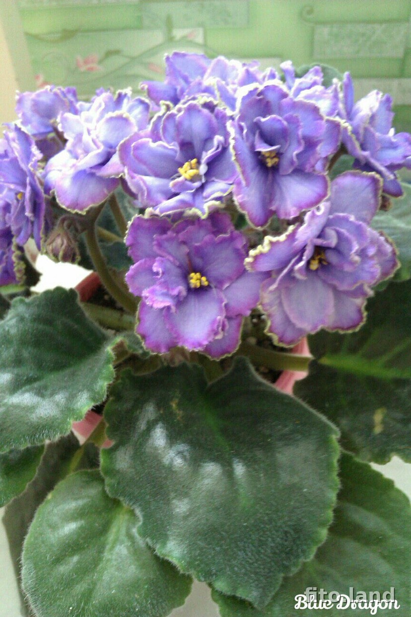 Violet Blue Dragon, photo