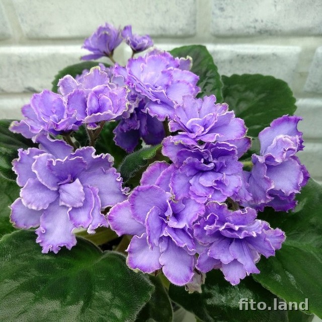 Violet Blue Dragon, photo