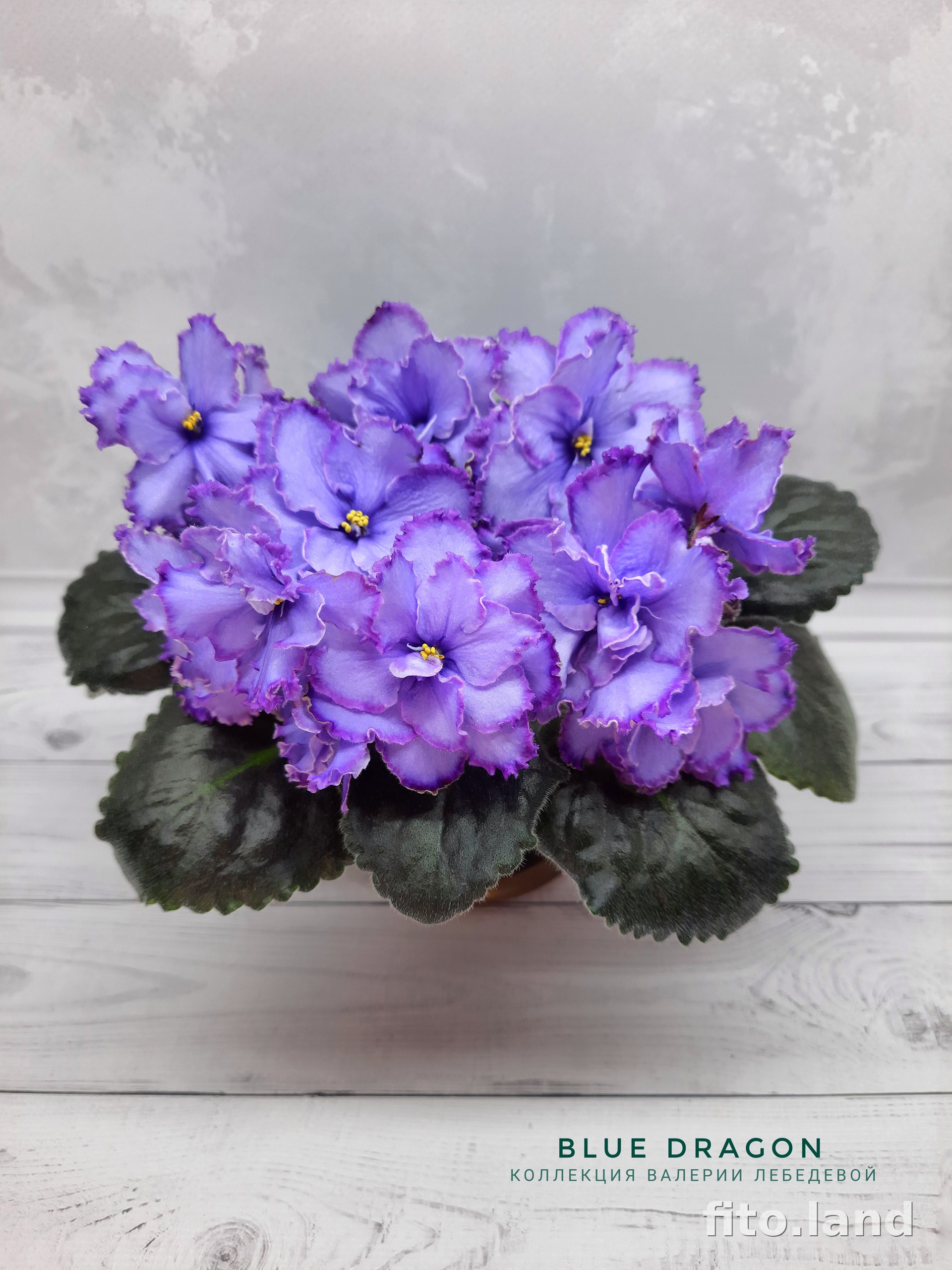 Violet Blue Dragon, photo