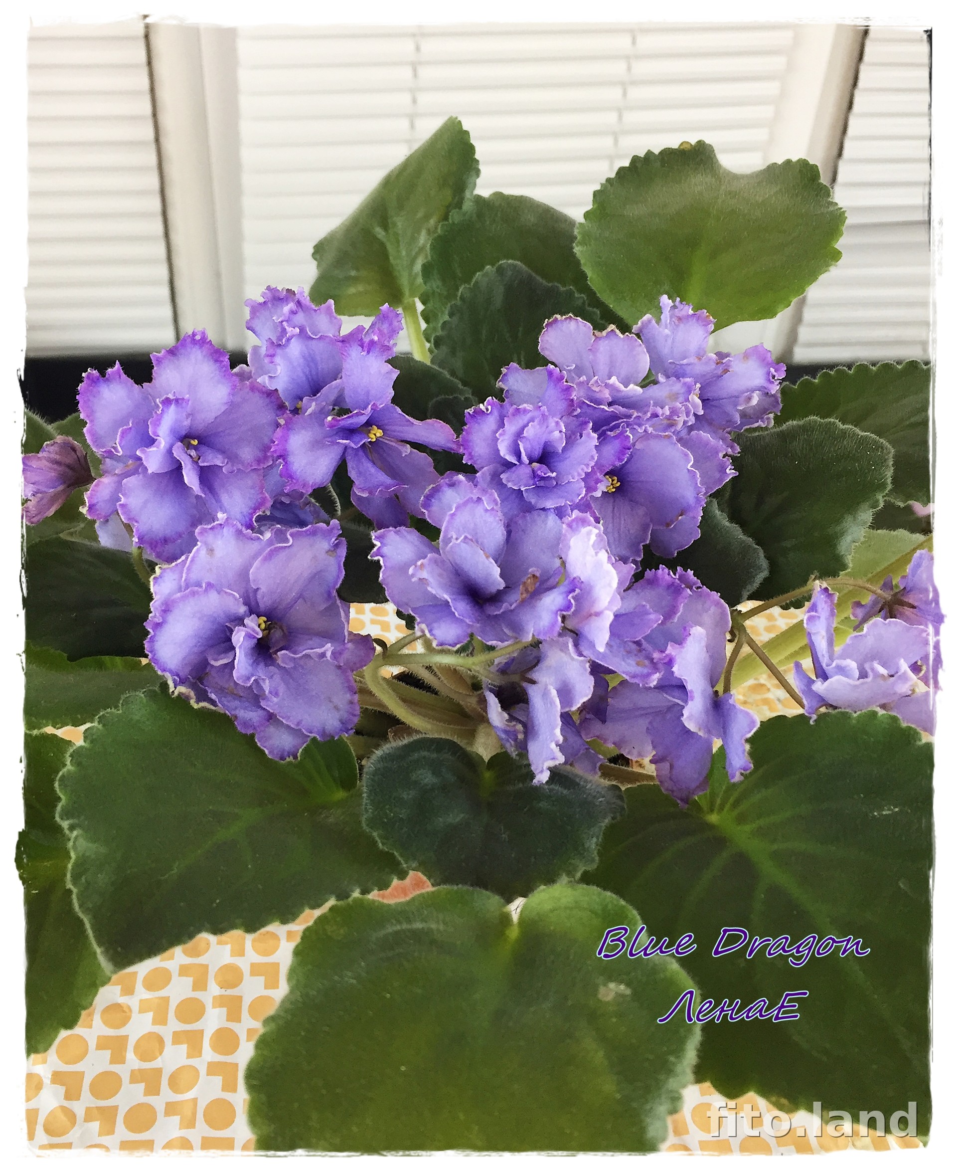 Violet Blue Dragon, photo