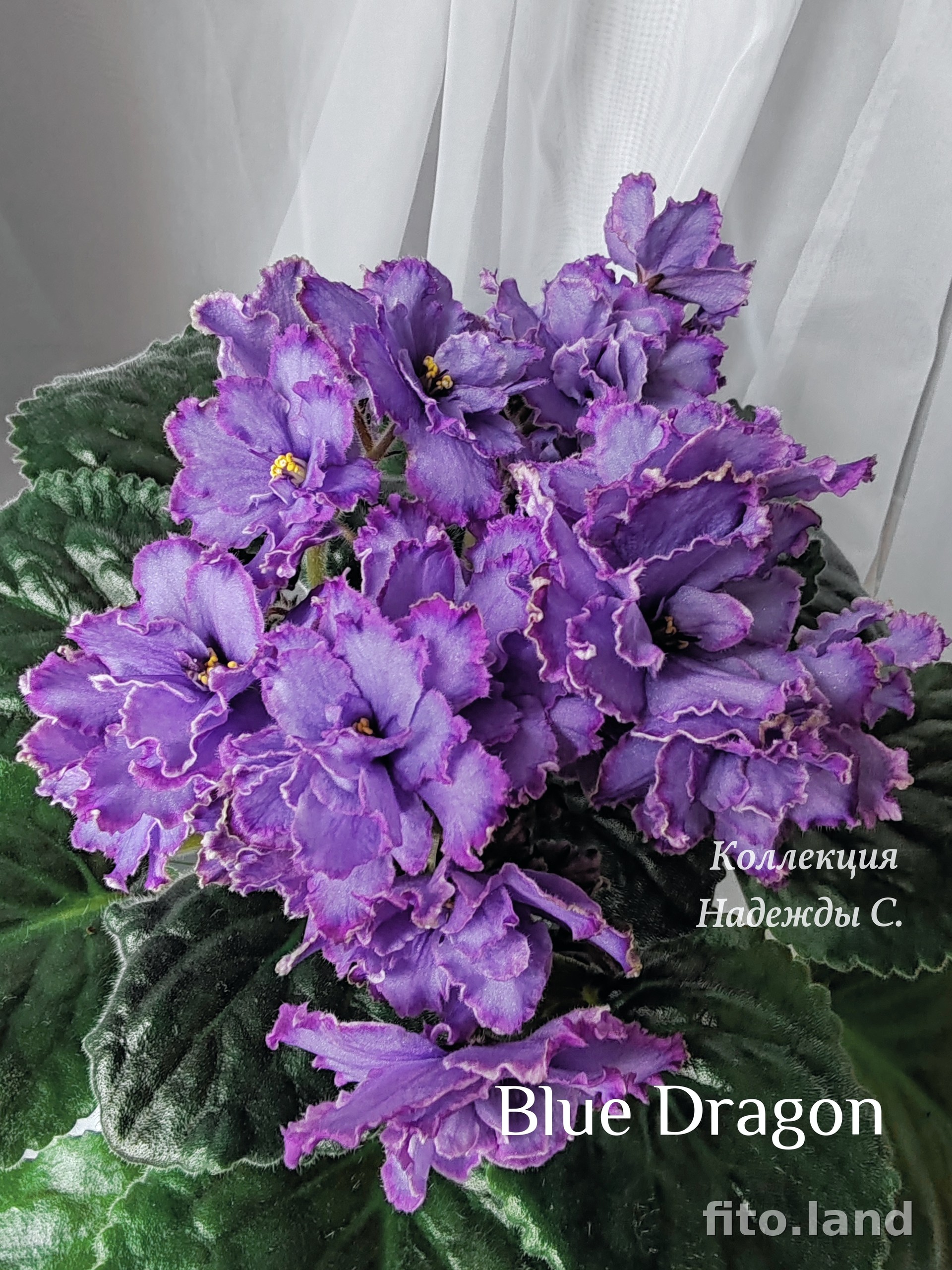 Violet Blue Dragon, photo