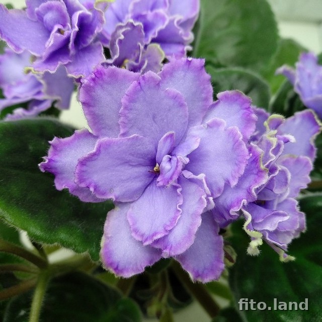 Violet Blue Dragon, photo