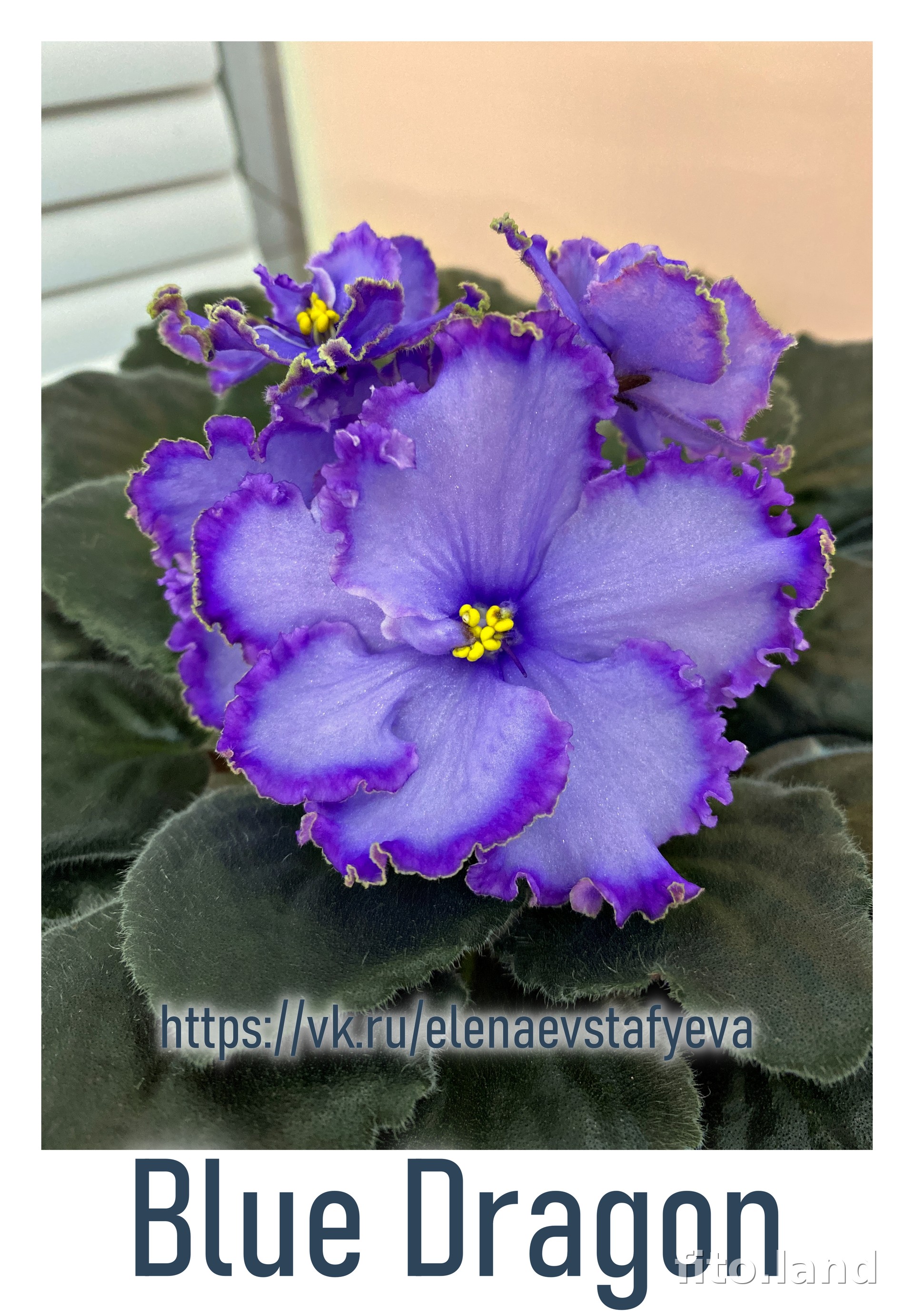Violet Blue Dragon, photo