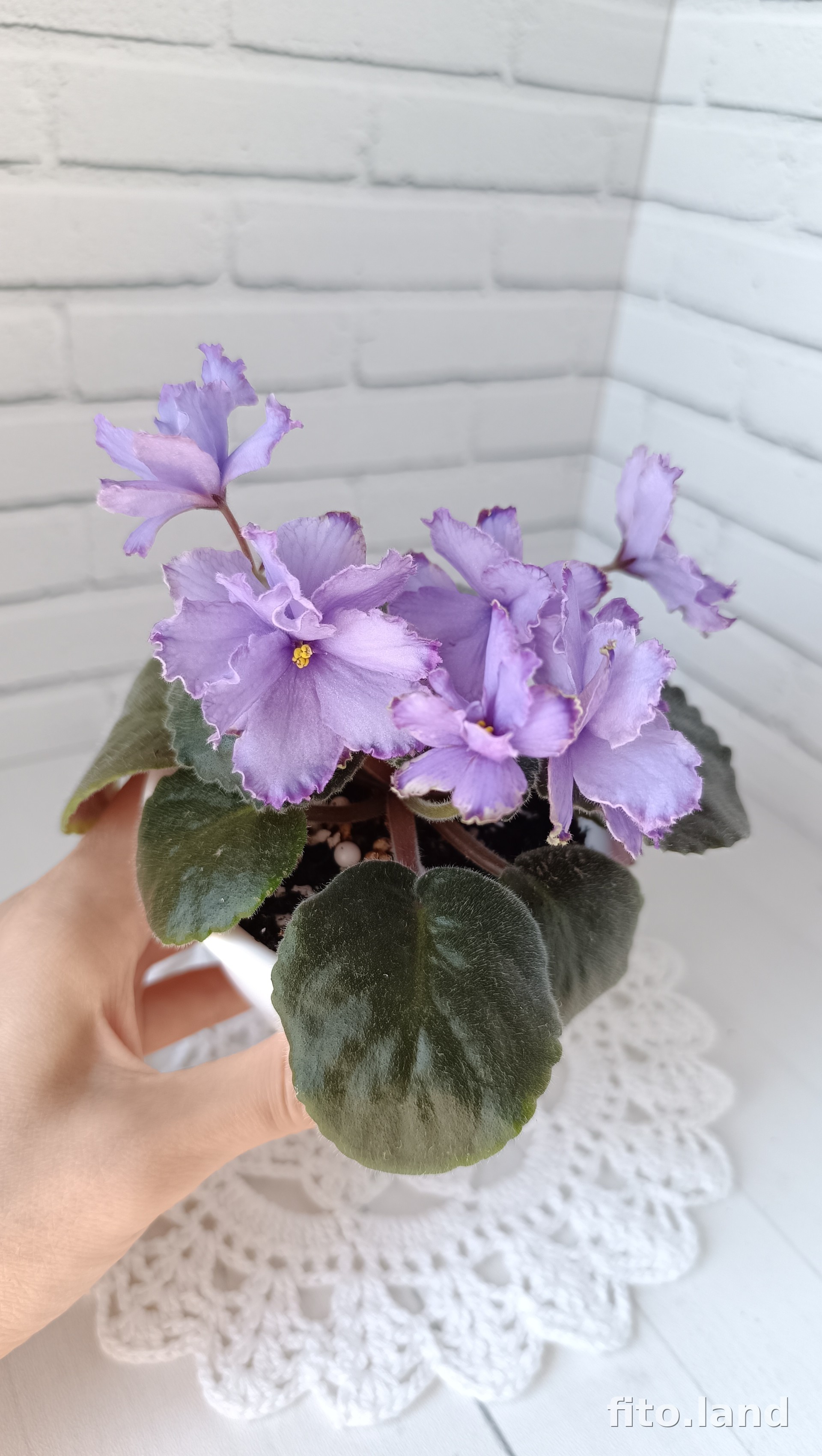 Violet Blue Dragon, photo