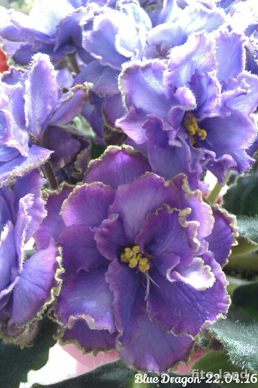 Violet Blue Dragon, photo