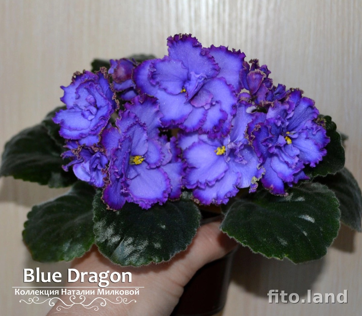 Фиалка Blue Dragon, фото