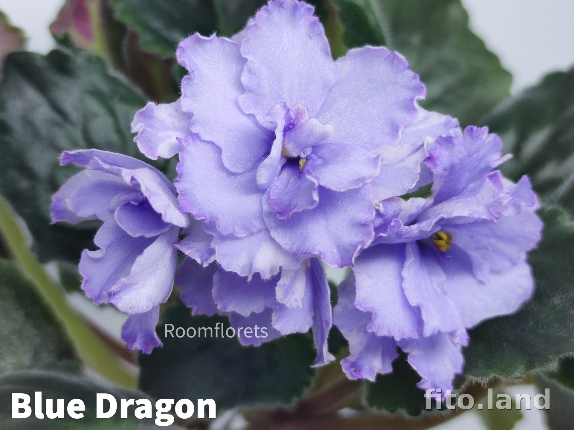 Violet Blue Dragon, photo