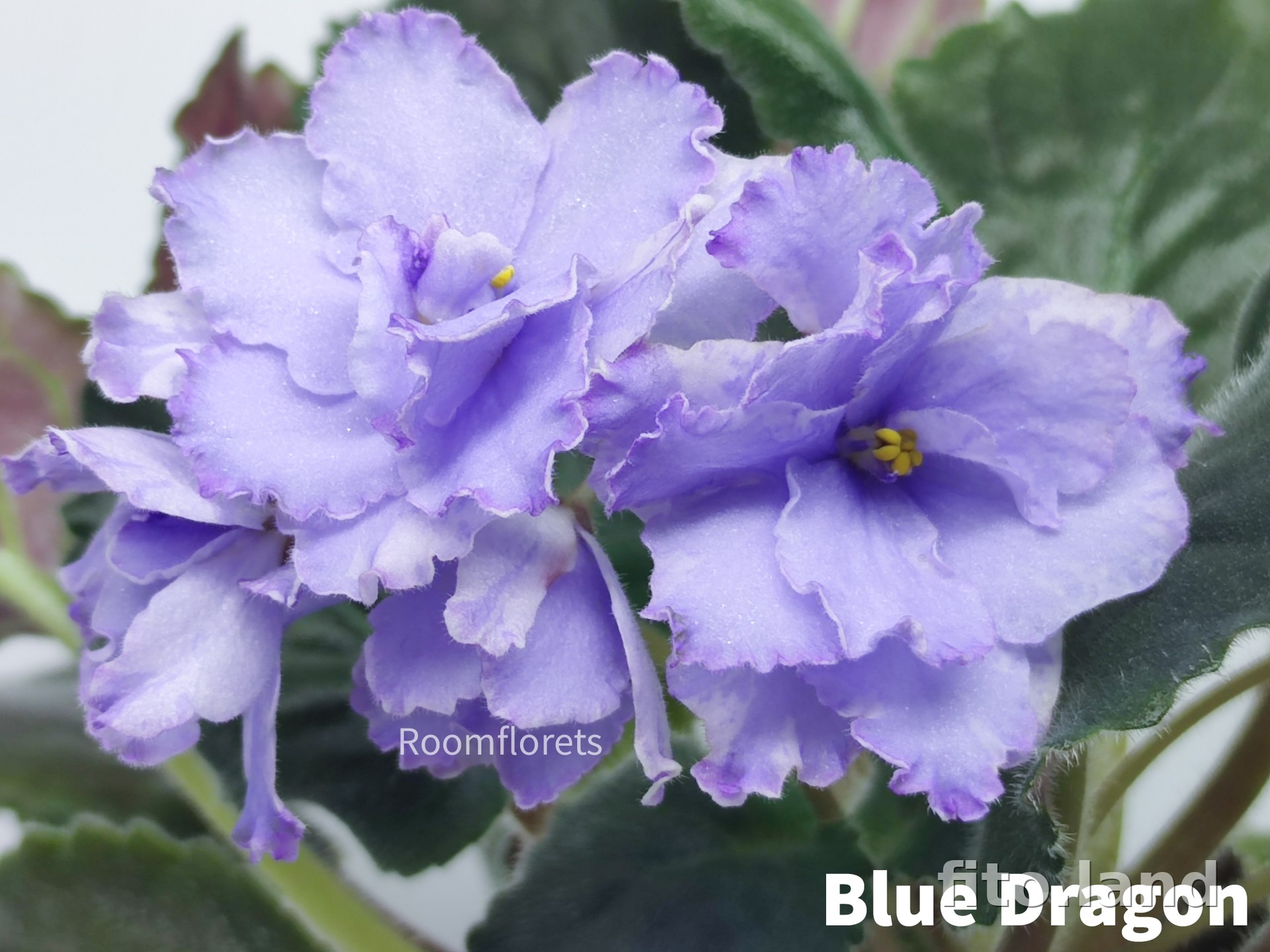 Violet Blue Dragon, photo
