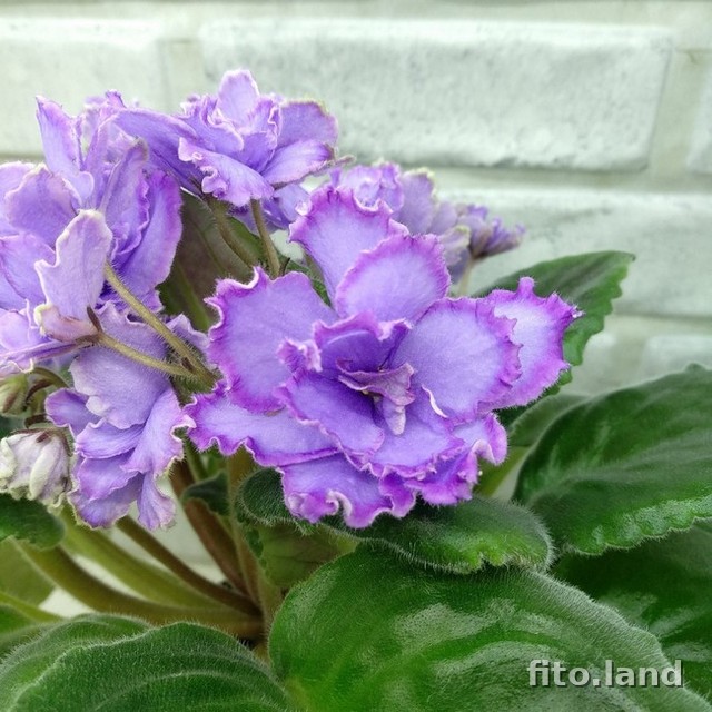 Violet Blue Dragon, photo