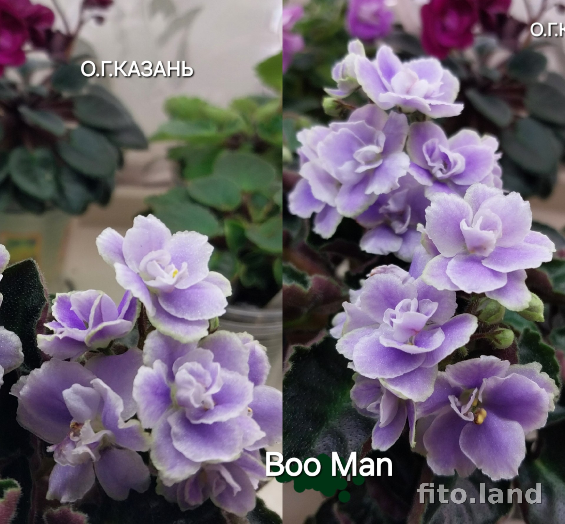 Фиалка Boo Man, фото
