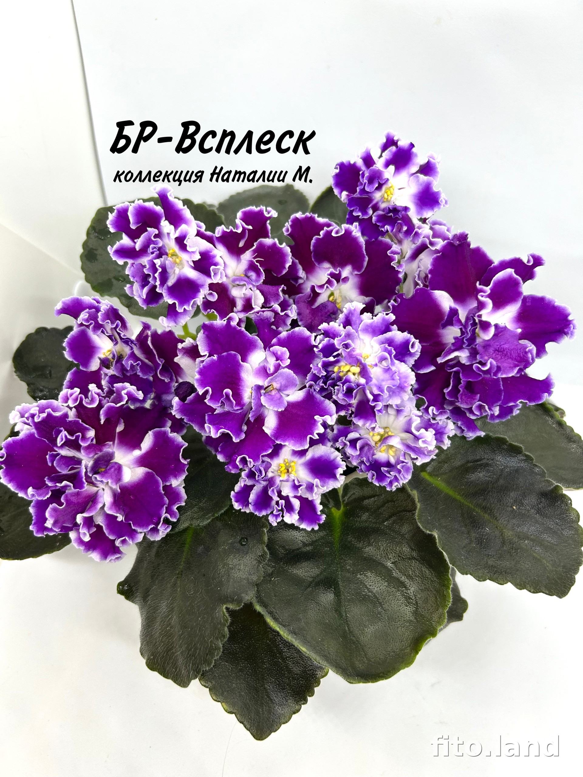 Фиалка БР-Всплеск, фото