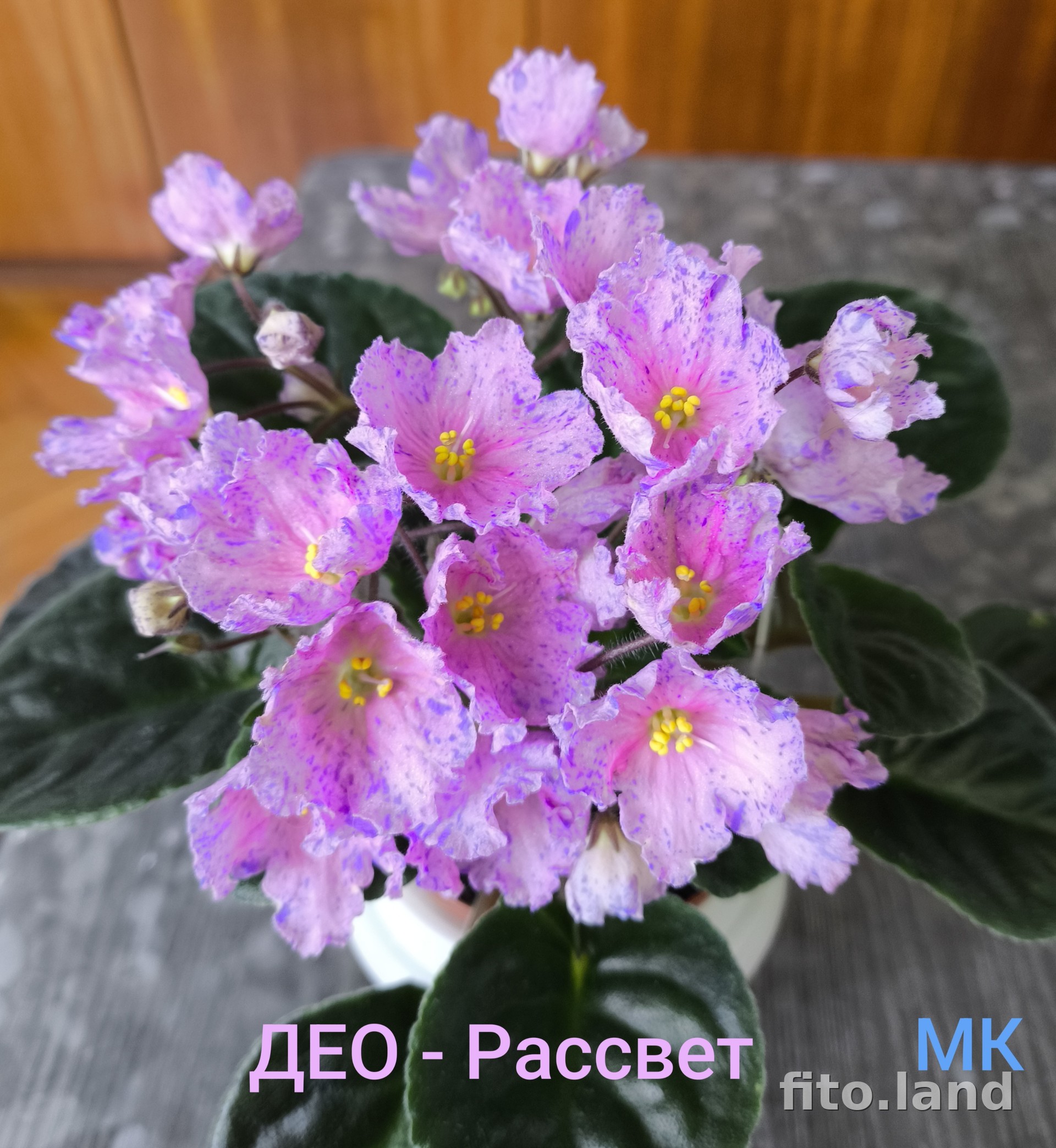 Фиалка ДЕО-Рассвет, фото