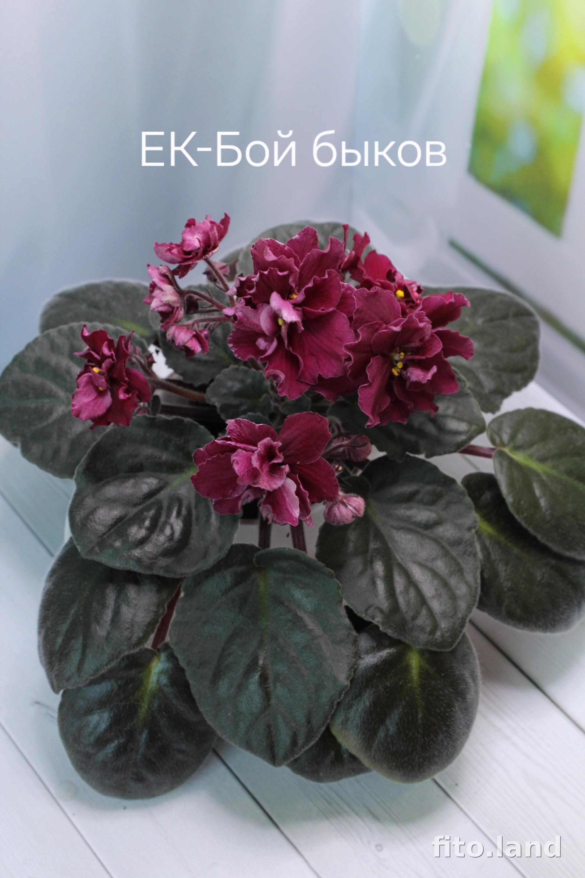 Фиалка ЕК-Бой Быков, фото