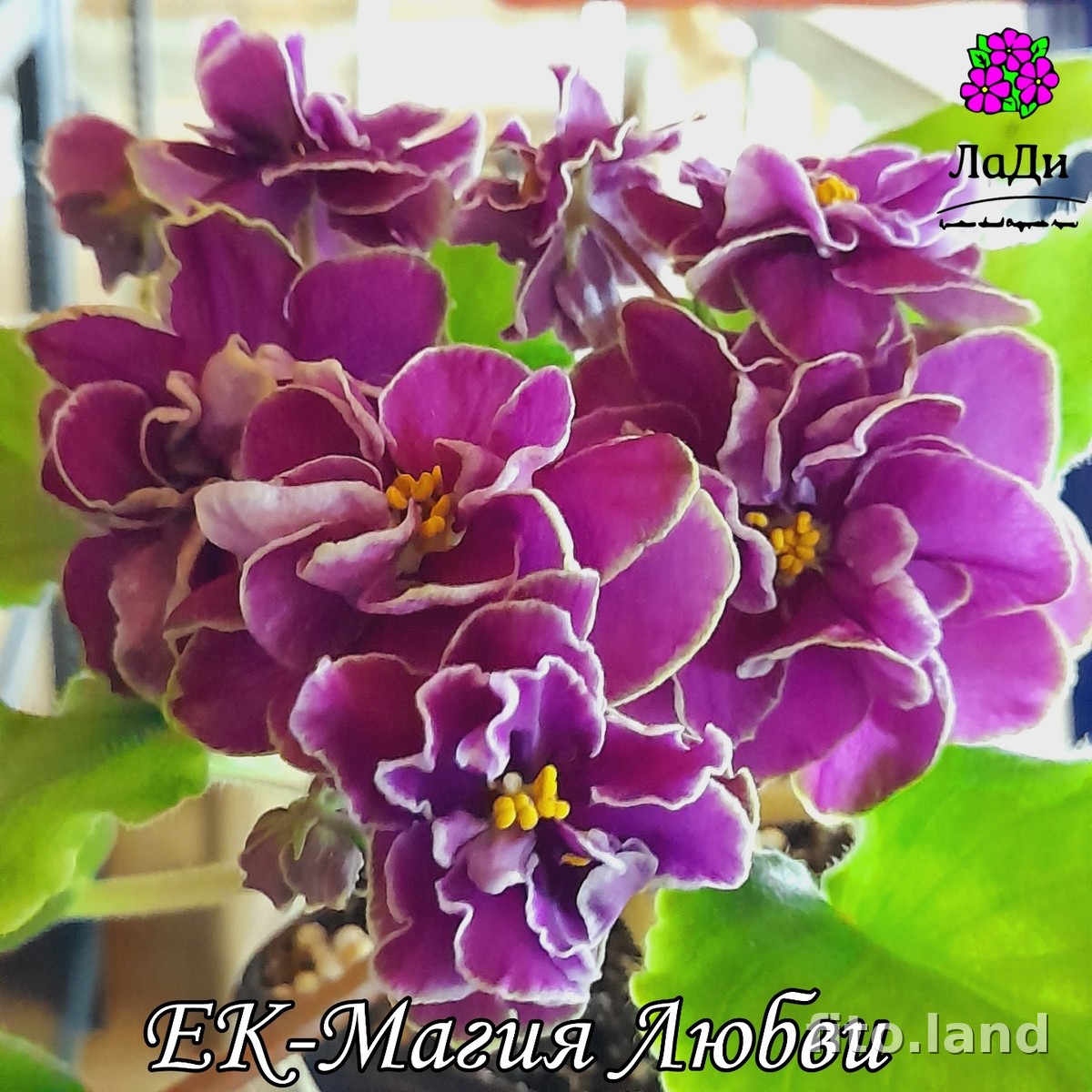 Фиалка ЕК-Магия Любви, фото
