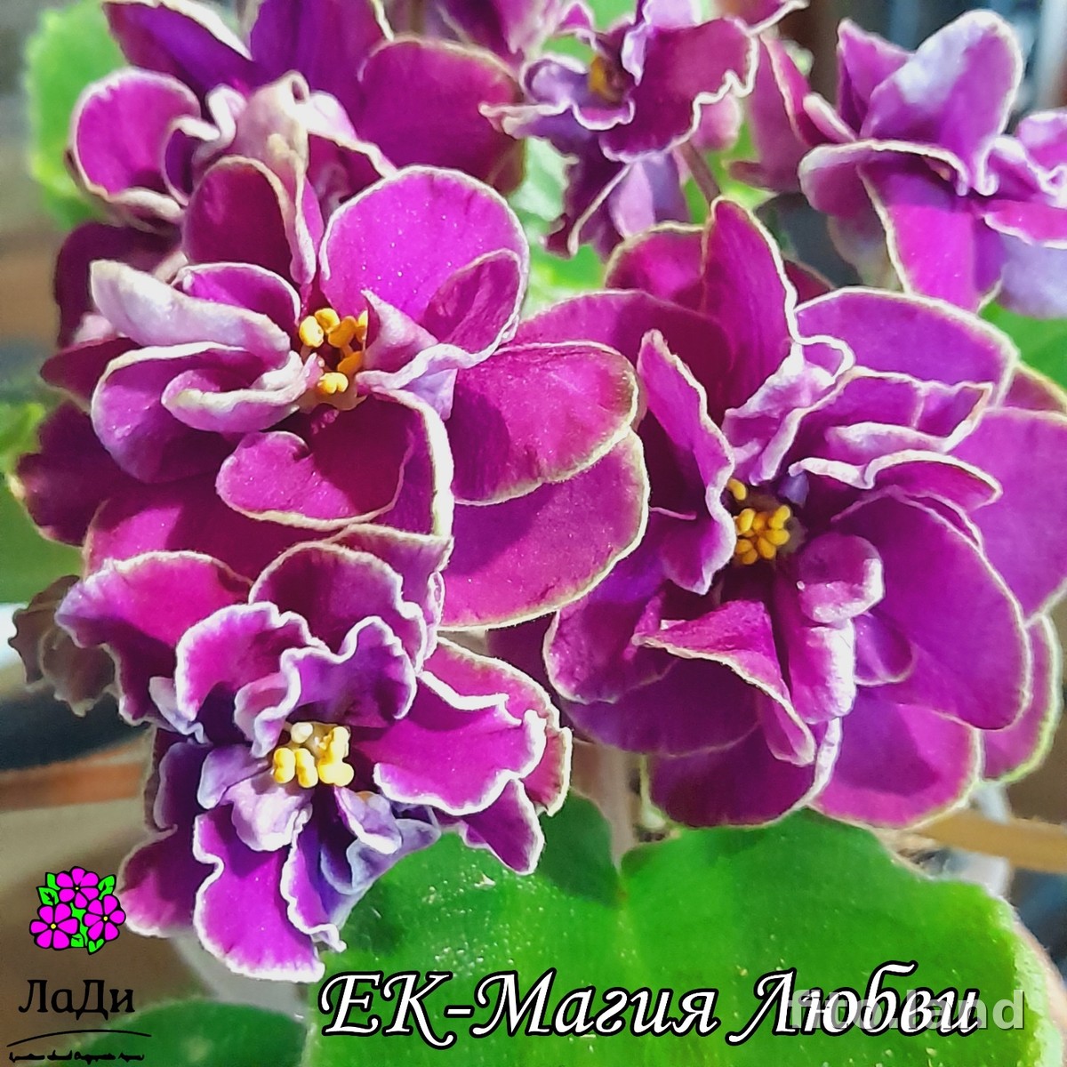 Фиалка ЕК-Магия Любви, фото