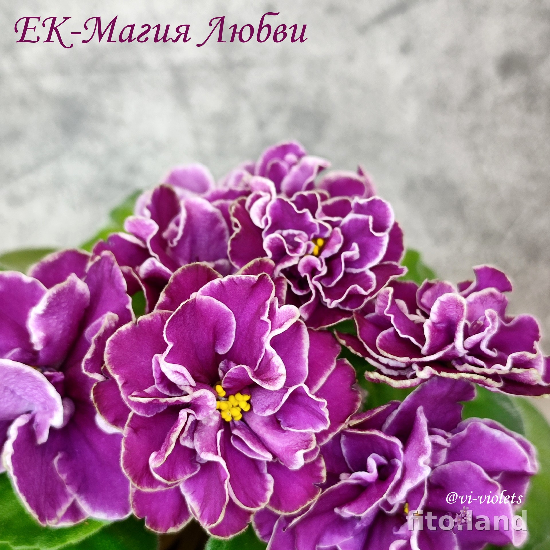 Фиалка ЕК-Магия Любви, фото