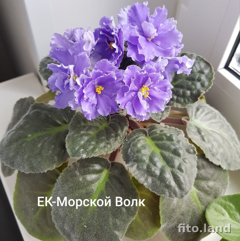 Фиалка ЕК-Морской Волк, фото