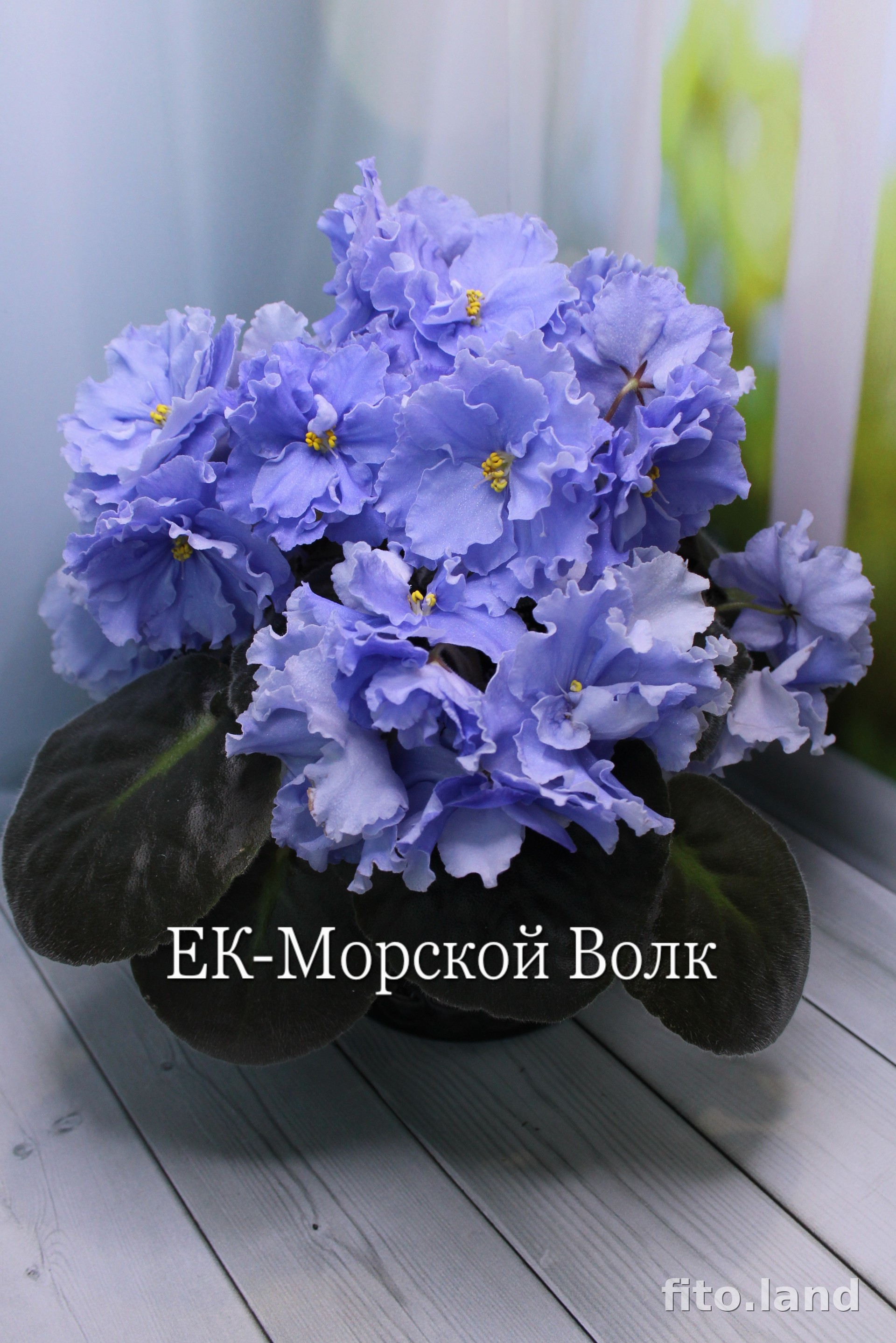 Фиалка ЕК-Морской Волк, фото