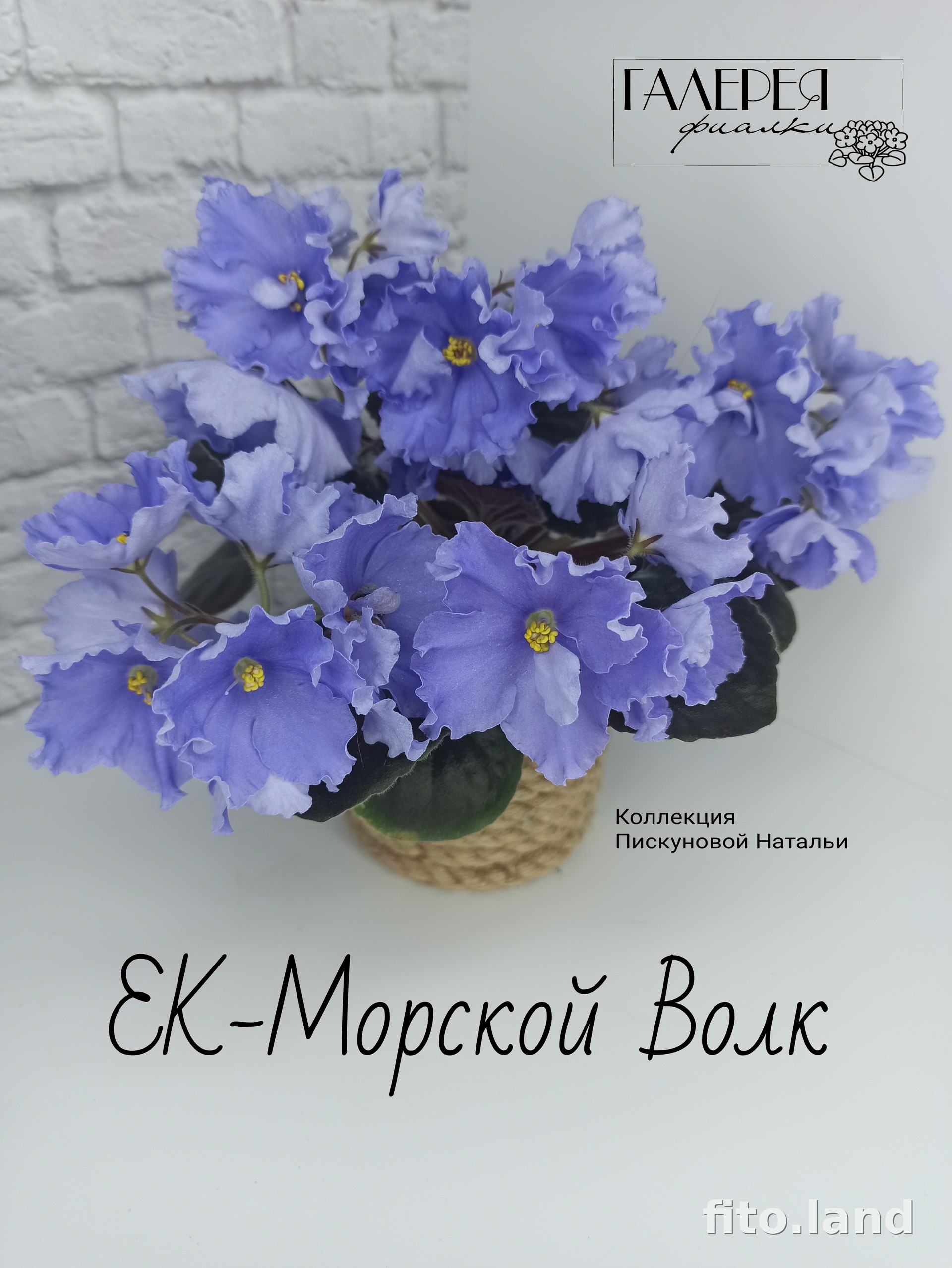 Фиалка ЕК-Морской Волк, фото