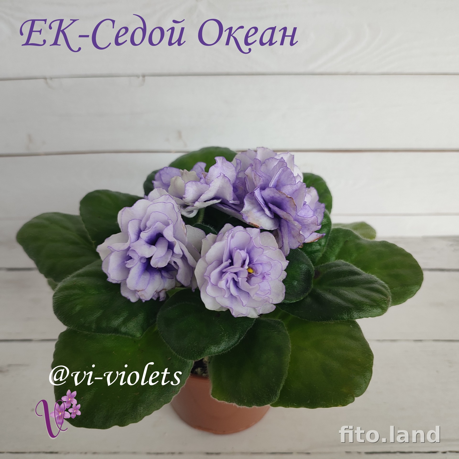 Фиалка ЕК-Седой Океан, фото