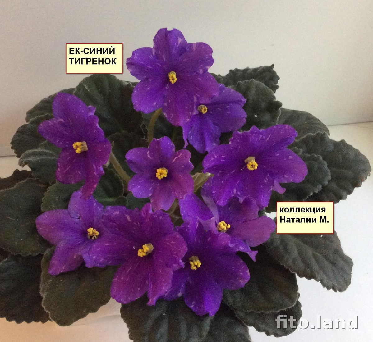 Фиалка ЕК-Синий Тигрёнок, фото
