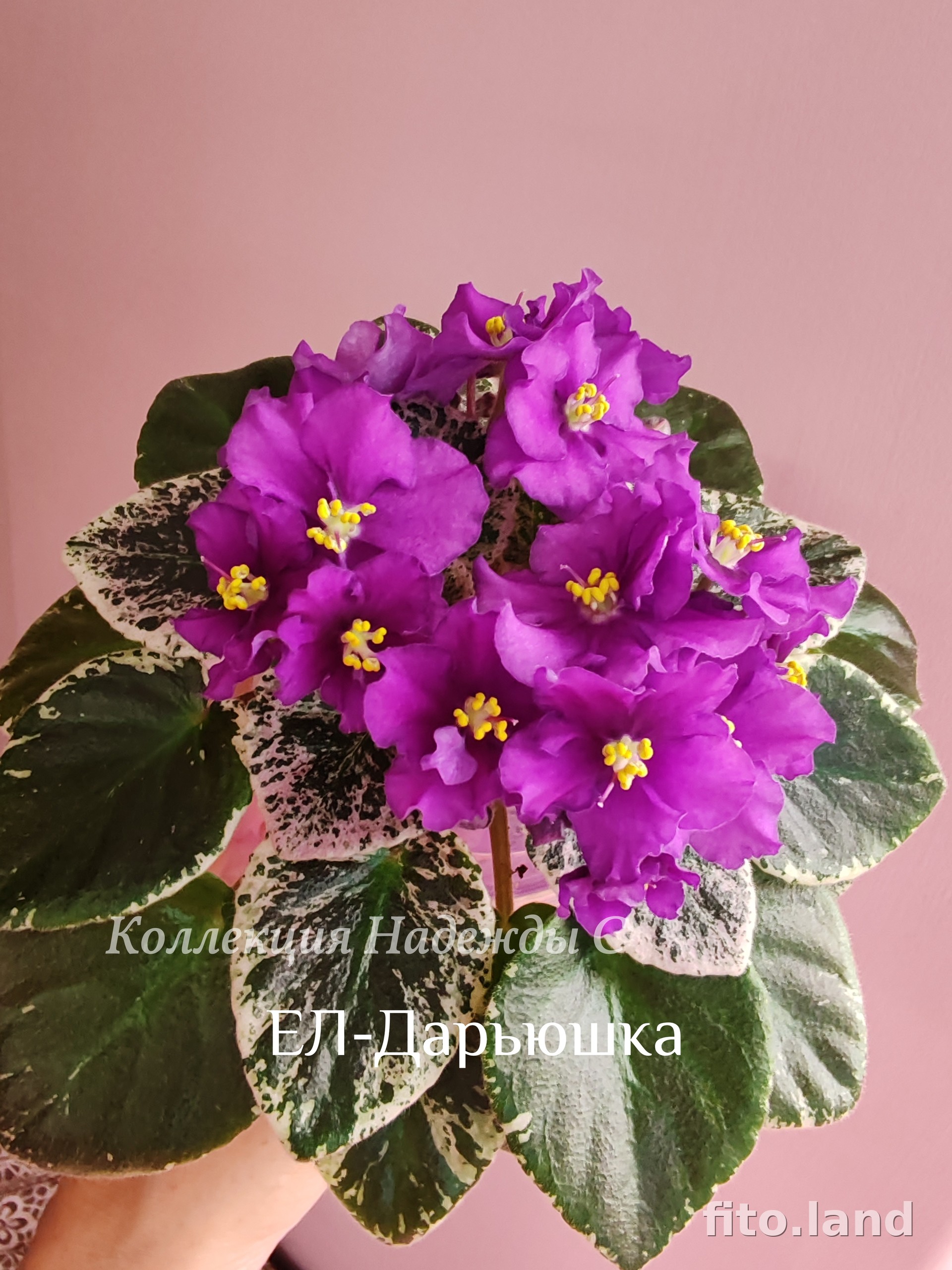 Фиалка ЕЛ-Дарьюшка, фото