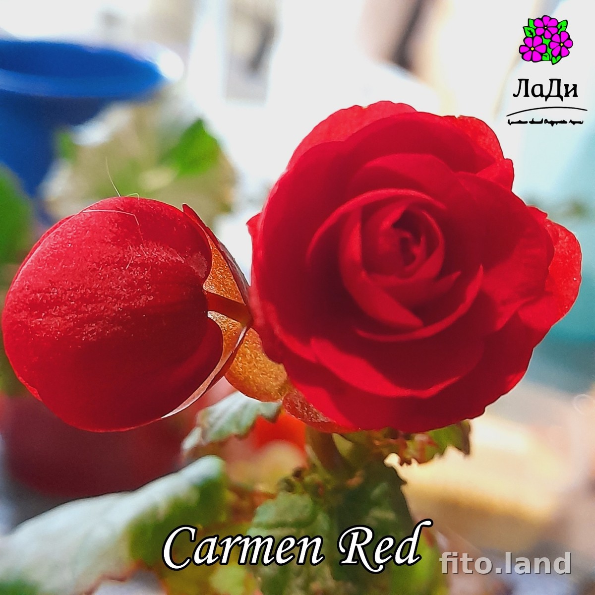 Фиалка Элатиор Carmen Red, фото