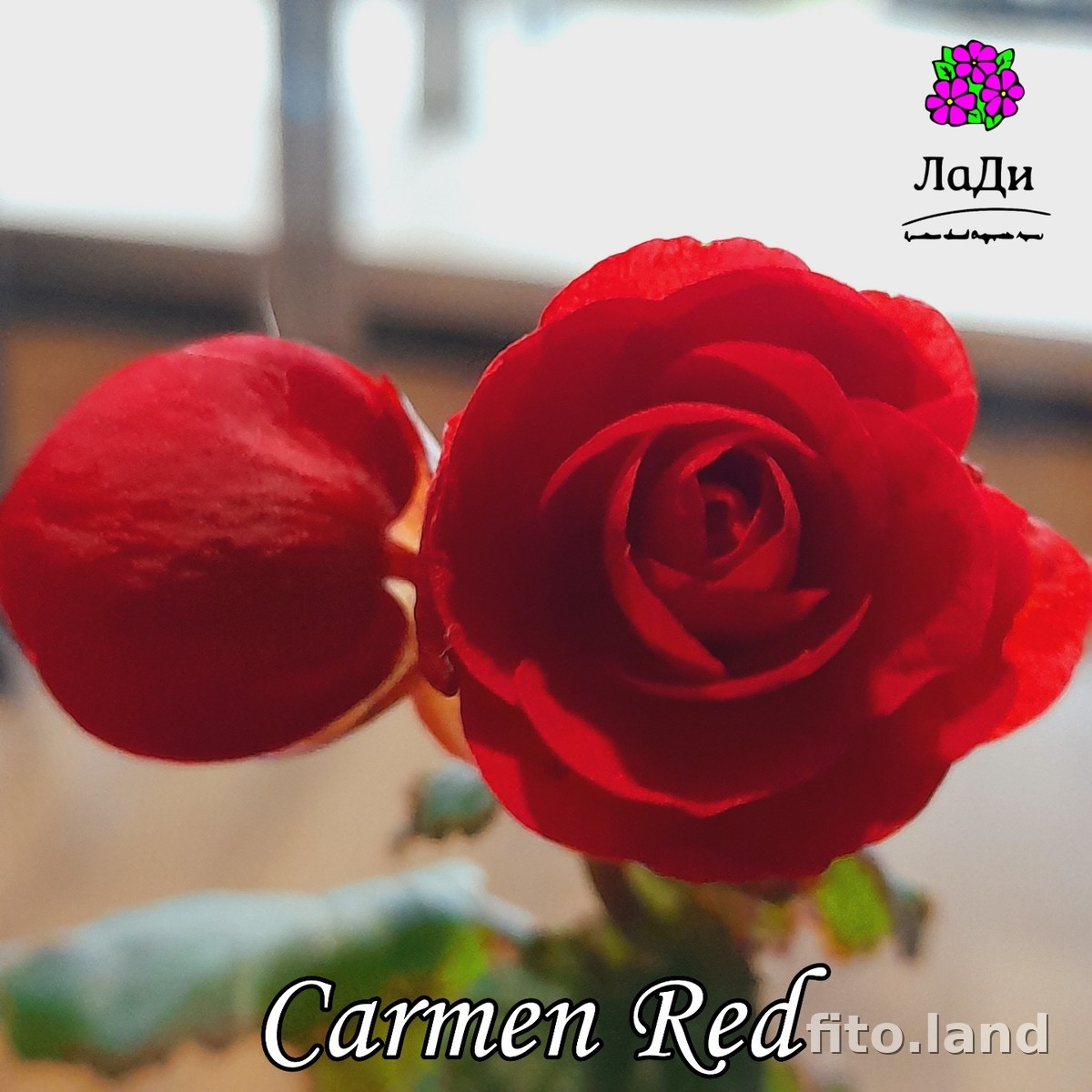 Фиалка Элатиор Carmen Red, фото