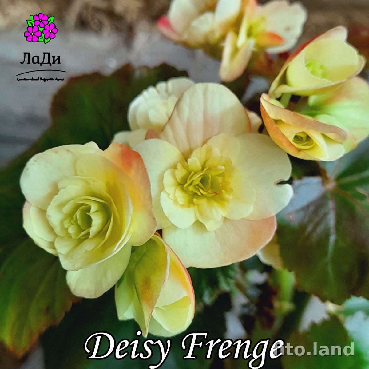 Фиалка Элатиор Deisy Frange, фото