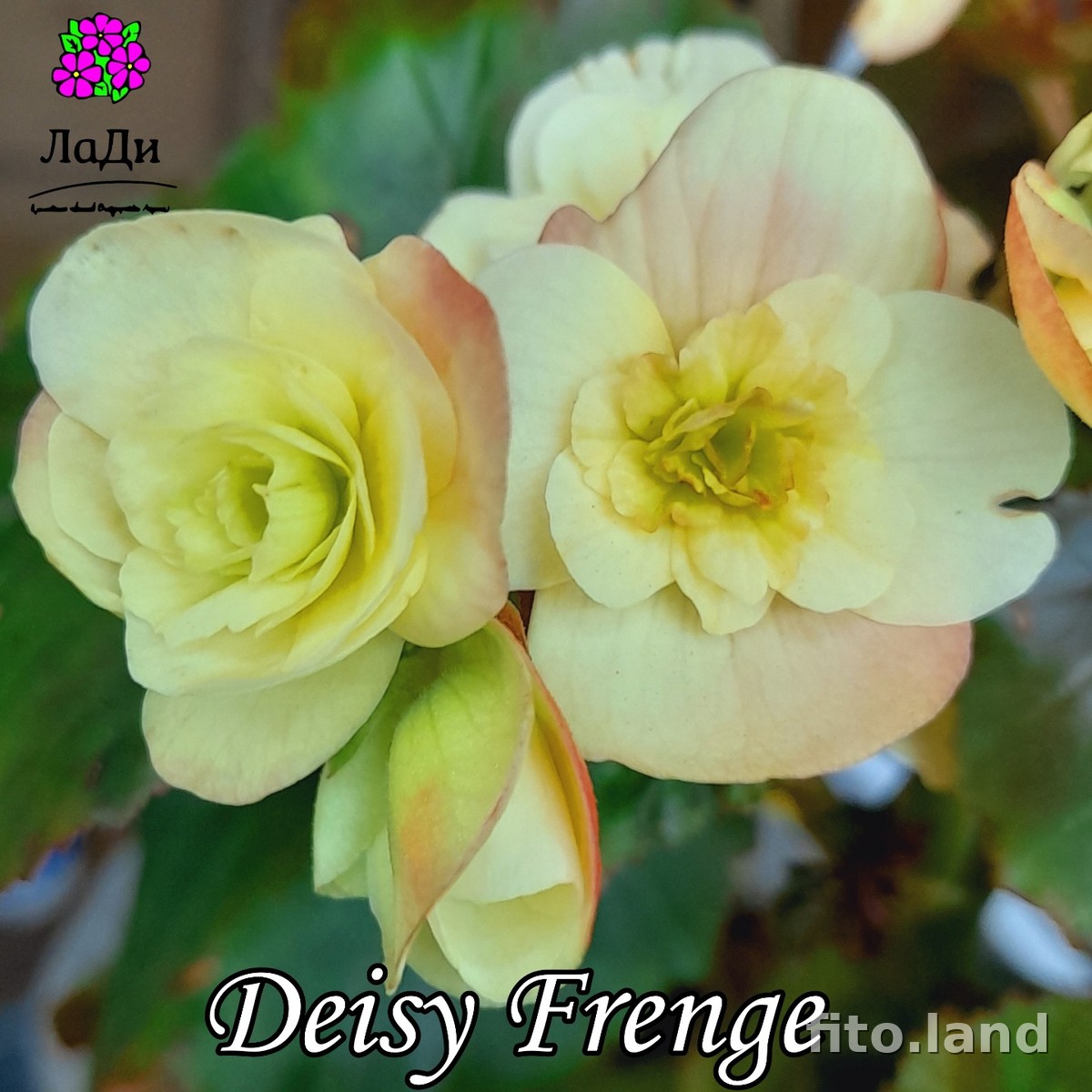Фиалка Элатиор Deisy Frange, фото