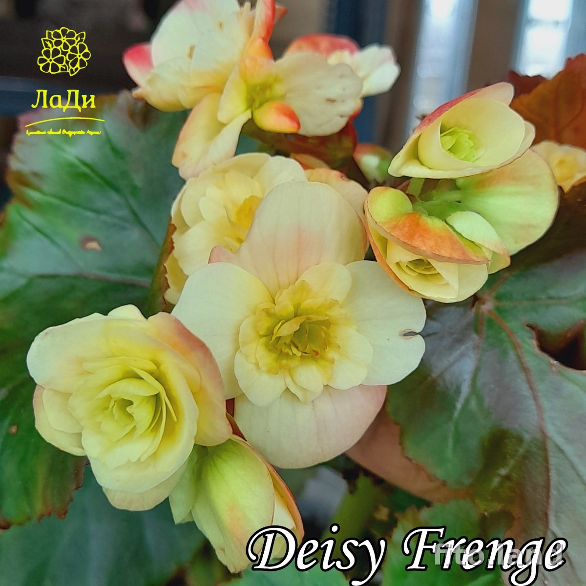 Фиалка Элатиор Deisy Frange, фото