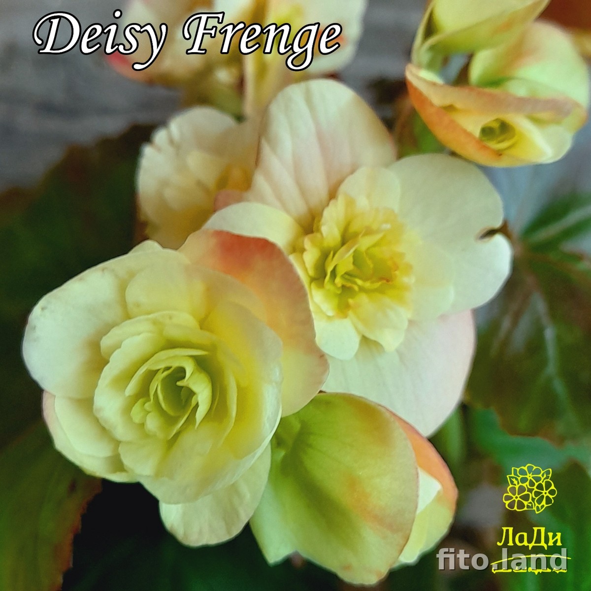 Фиалка Элатиор Deisy Frange, фото