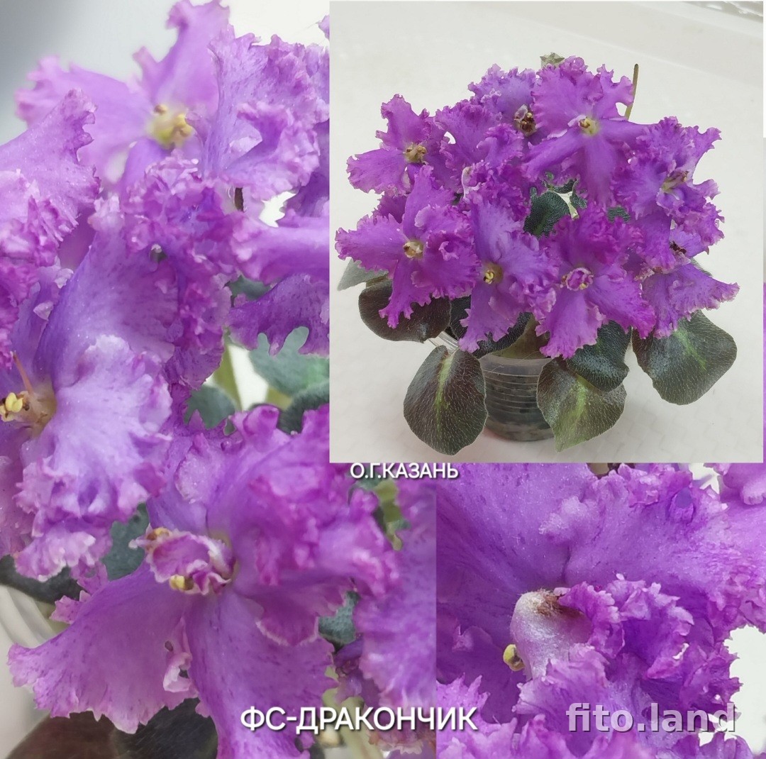 Фиалка ФС-Дракончик, фото